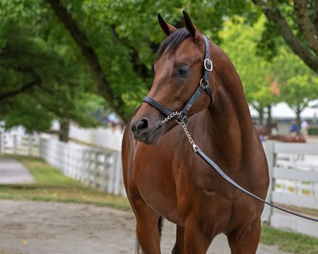 Midnight Bisou's first foal, a son of Curlin now named Bisou, as a yearling in 2023 at Keeneland