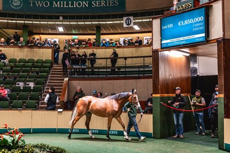 Lot 525, 2023 Goffs Orby Sale.