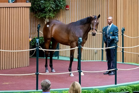 The Into Mischief colt consigned as Hip 283 at the Keeneland September Yearling Sale