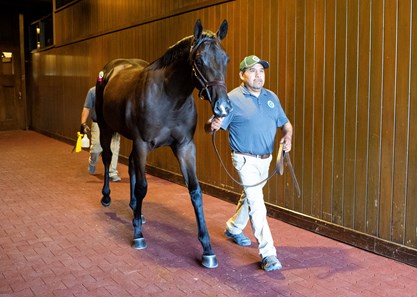 Diva Delite - Horse Profile - BloodHorse