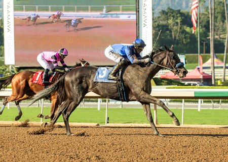 Kirstenbosch wins the Chillingworth Stakes at Santa Anita Park