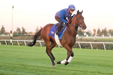 Master of the Seas gallops over the E.P. Taylor Turf Course Sept. 15 at Woodbine