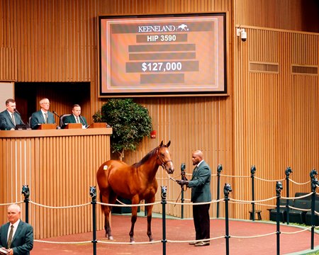 The Bolt d'Oro filly consigned as Hip 3590 in the ring at the Keeneland September Yearling Sale