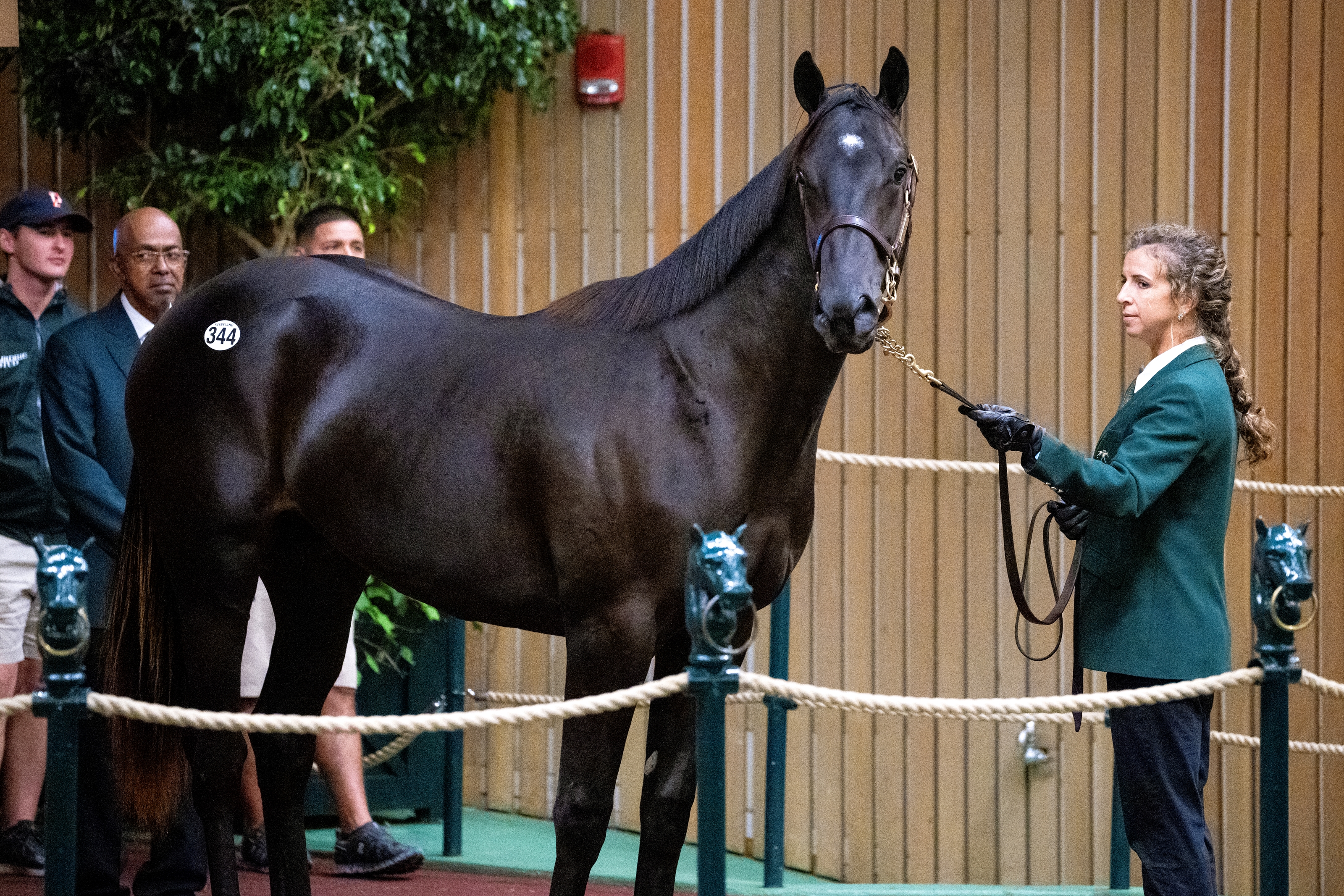 Airdrie Gets 'Sentimental' Sell With Not This Time Colt - BloodHorse