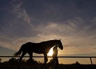 Scene as yearlings return from the sales in a sunset, silhouette angle
Keeneland sales scenes on Sept. 19, 2023.  





