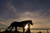 Scene as yearlings return from the sales in a sunset, silhouette angle
Keeneland sales scenes on Sept. 19, 2023.  





