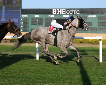 Jerry Raski Horse Racing Write Off Jerry - Horse Profile - BloodHorse