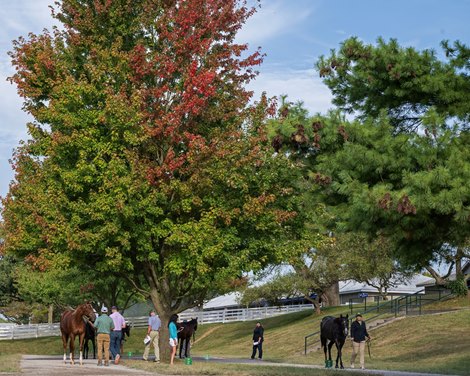 Keeneland adds Justify Colt to Book 1 of September Sale