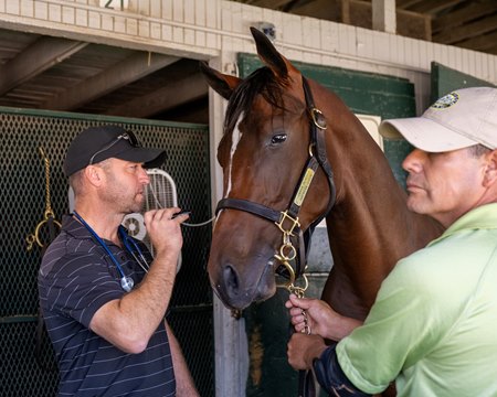 Equine Lab Lab-Grown Horse Gut Next Step in Equine Medical Tech - TrueNicks.com