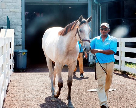 The Practical Joke colt consigned as Hip 2980, leaving the sales pavilion