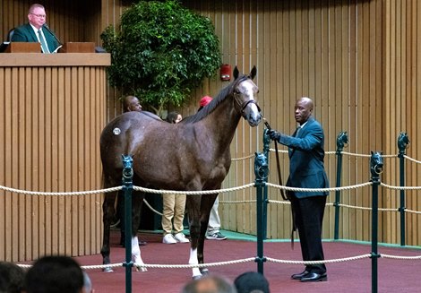 Volatile Stallion Rutherford Purchases Volatile Filly for $1.15 Million - BloodHorse