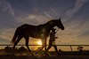 Scene as yearlings return from the sales in a sunset, silhouette angle
Keeneland sales scenes on Sept. 19, 2023.  





