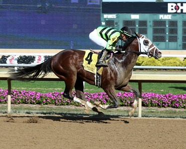 Raccoon Rodeo - Horse Profile - BloodHorse