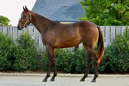 The Goken filly consigned as Lot 59 at the Osarus Yearling Sale