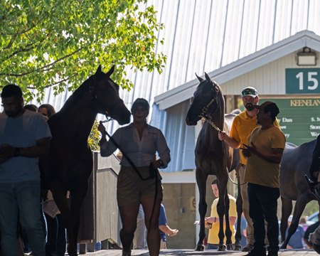 Yearlings on the sales grounds at Keeneland