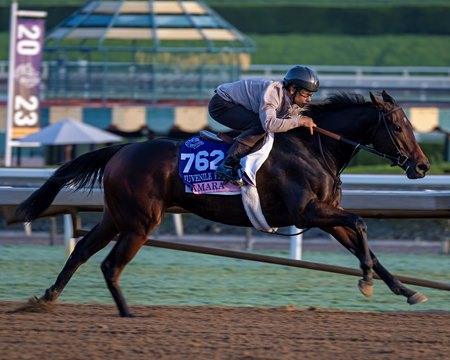 Tamara training ahead of the 2023 Breeders' Cup at Santa Anita Park