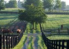 scene
Retired horses at Old Friends in Georgetown, Ky., on Aug. 17, 2023.  





