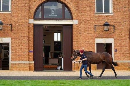 The Tattersalls sale grounds