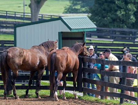 A tour group greets a pair of retired racehorses at Old Friends