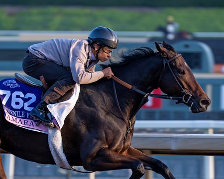 Tamara training for the 2023 Breeders' Cup Juvenile Fillies at Santa Anita Park