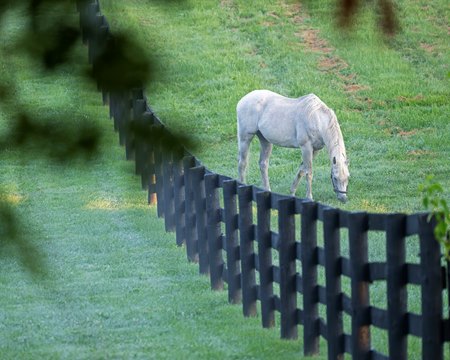 Silver Charm in his paddock at Old Friends