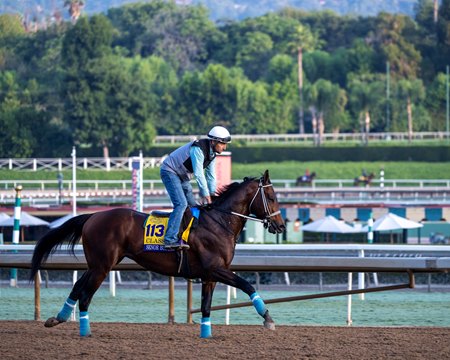 Senor Buscador training Oct. 28 in advance of a start in the Breeders’ Cup Classic at Santa Anita Park 