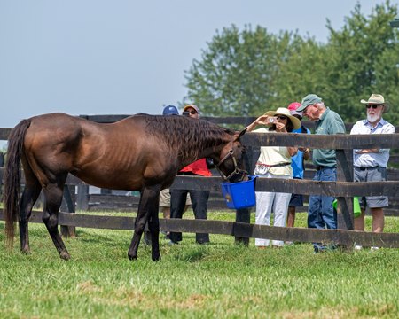 Old Friends Farm