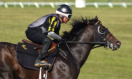 Go Bears Go works on the turf October 2023 at Keeneland 