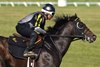 October 3, 2023: Go Bears Go working on the Keeneland turf for trainer Wesley Ward.