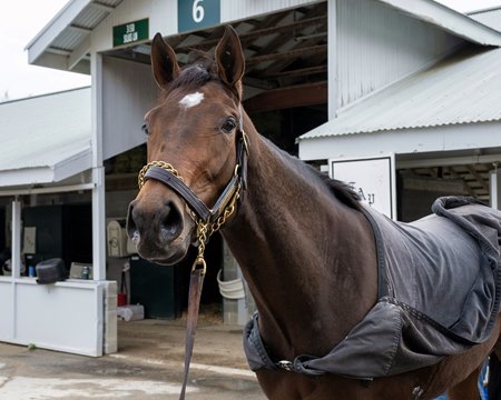 Juvenile filly Candied could add another chapter to the history of Buck Pond Farm