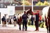 Scene, 2023 Arqana October Yearling Sale