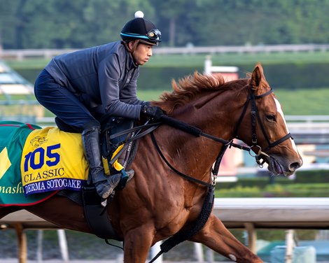 A Full Flight: 19 Japanese Horses Aimed at Breeders Cup