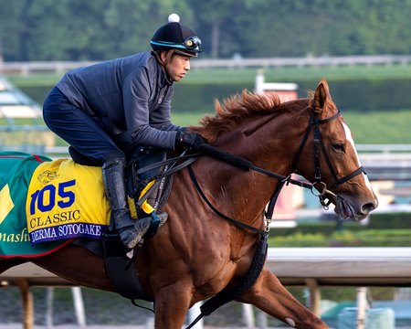 Derma Sotogake trains prior to his runner-up finish in the 2023 Breeders' Cup Classic at Santa Anita Park