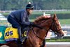 Derma Sotogake
Training at Santa Anita Park as horses prepare for the Breeders’ Cup on Oct. 28, 2023.  





