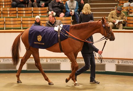 Session topper Balance Play (IRE) on Day 2 of the Tattersalls Autumn Horses in Training Sale