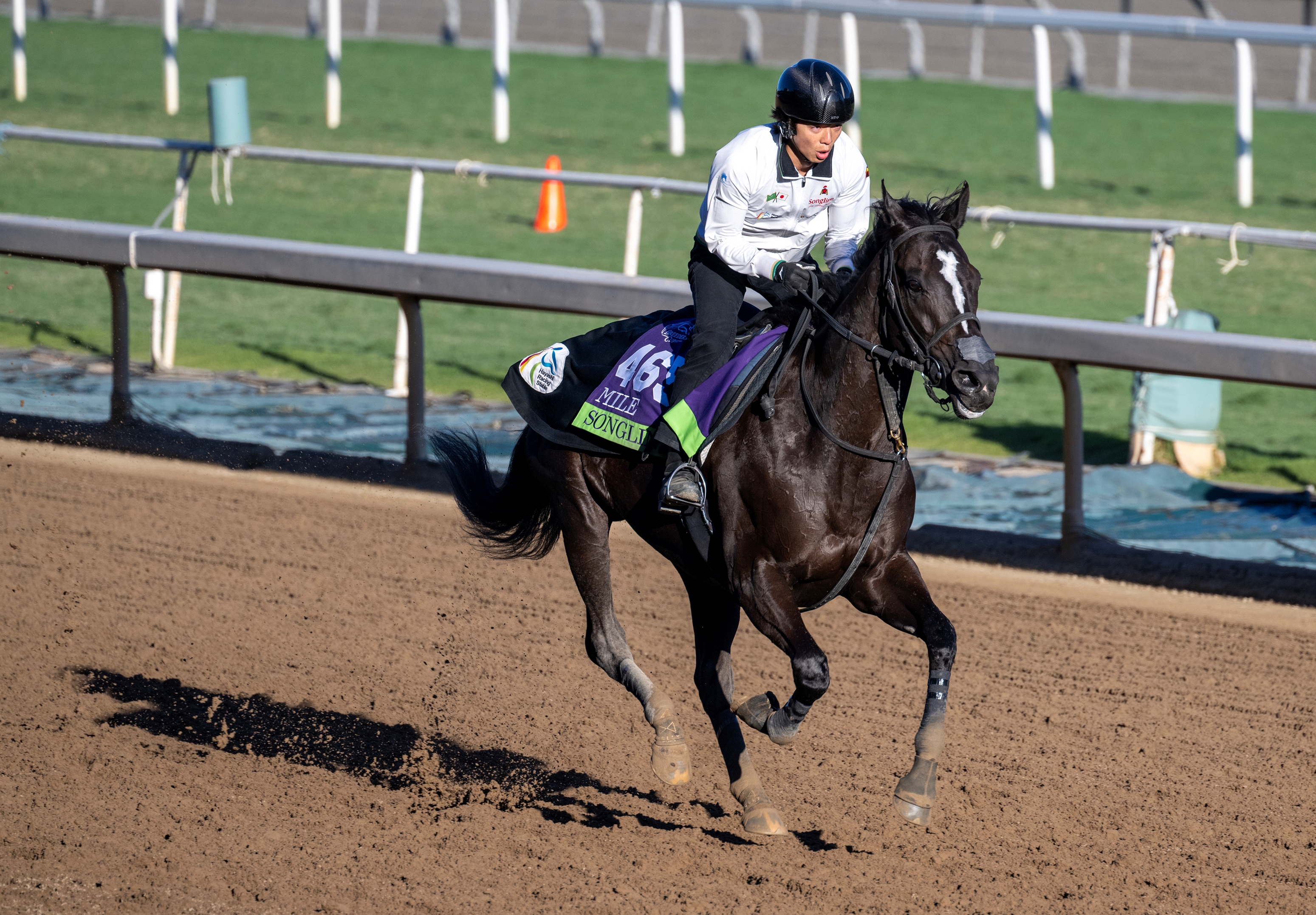 Songline (JPN) - Horse Profile - BloodHorse