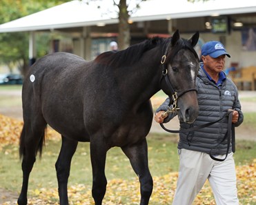 Constitution - Horse Profile - BloodHorse