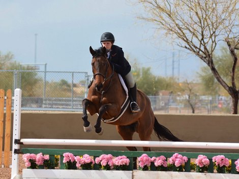 Applications for the TJC Thoroughbred Incentive Program are open