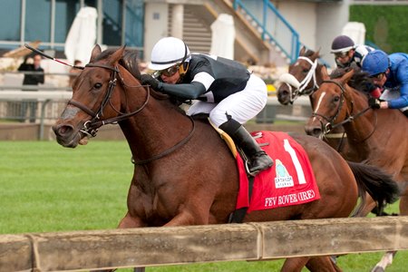 E. P. Taylor Stakes winner Fev Rover is Canada's Horse of the Year