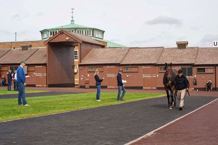 The scene is set for the action-packed Book 1 of the Tattersalls October Yearling Sale