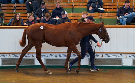 The session-topping Pinatubo colt consigned as Lot 1733 in the ring at Tattersalls October Yearling Sale