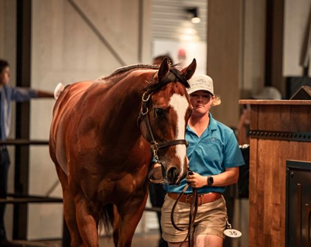 The 2023 Inglis Ready2Race Sale
