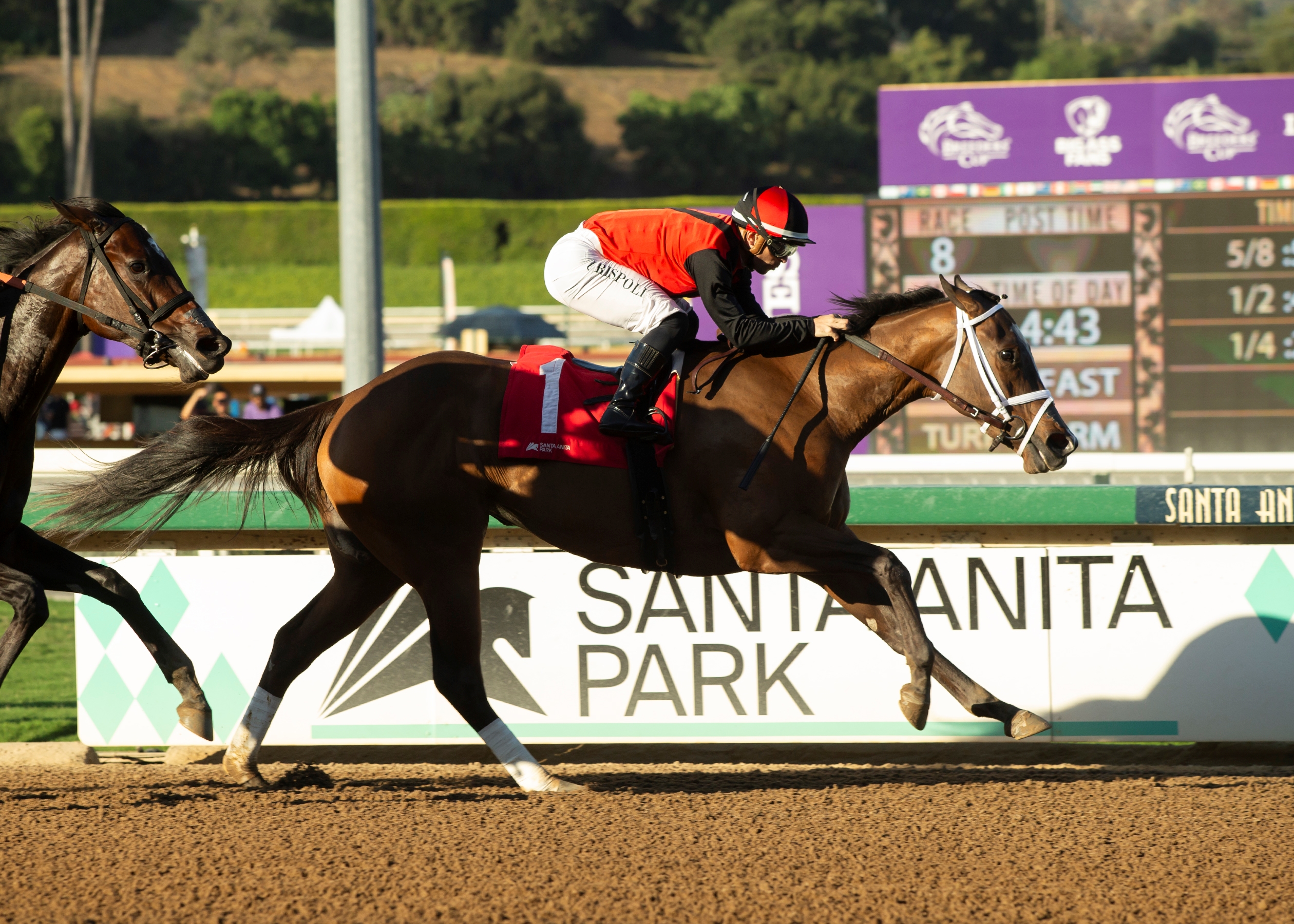 Sandy Bottom - Horse Profile - BloodHorse