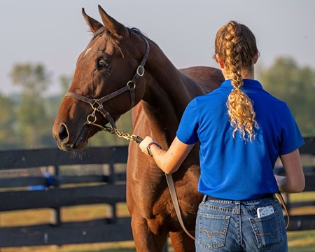 Student Avery Cummings works with a yearling in 2023 at UK Ag Equine Programs' Maine Chance Farm