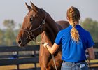 Student Avery Cummings works with a yearling in preparation for the upcoming Fasig-Tipton Kentucky October yearling sale. 
Maine Chance Farm at the University of Kentucky in Lexington, Ky., on Oct. 12, 2023.  





