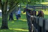 Tour visitorfeeding Game on Dude with Little Mike on right. 
Retired horses at Old Friends in Georgetown, Ky., on Aug. 17, 2023.  






