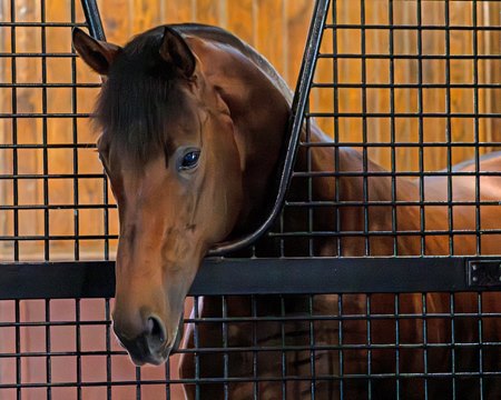 Epicenter has enjoyed a promising start to his stallion career after advancements in equine care and attentive caretakers helped save his life
