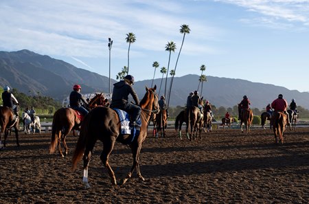 Horses head out for morning training at Santa Anita Park