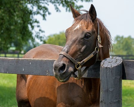 Touch Gold in 2023 at Old Friends Equine