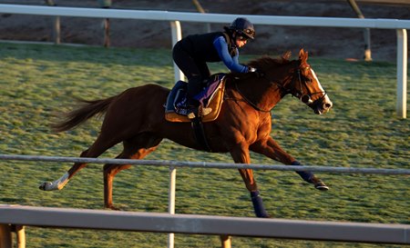 Live In The Dream trains at Santa Anita Park ahead of the 2023 Breeders' Cup